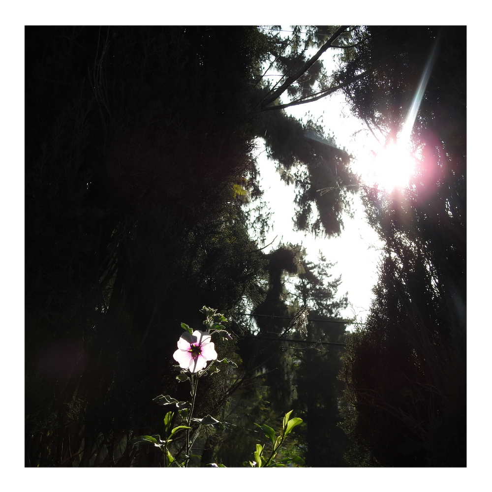 LAVATERA (TREE MALLOW)