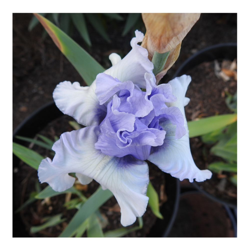 ERAMOSA SKIES DWARF BEARDED IRIS