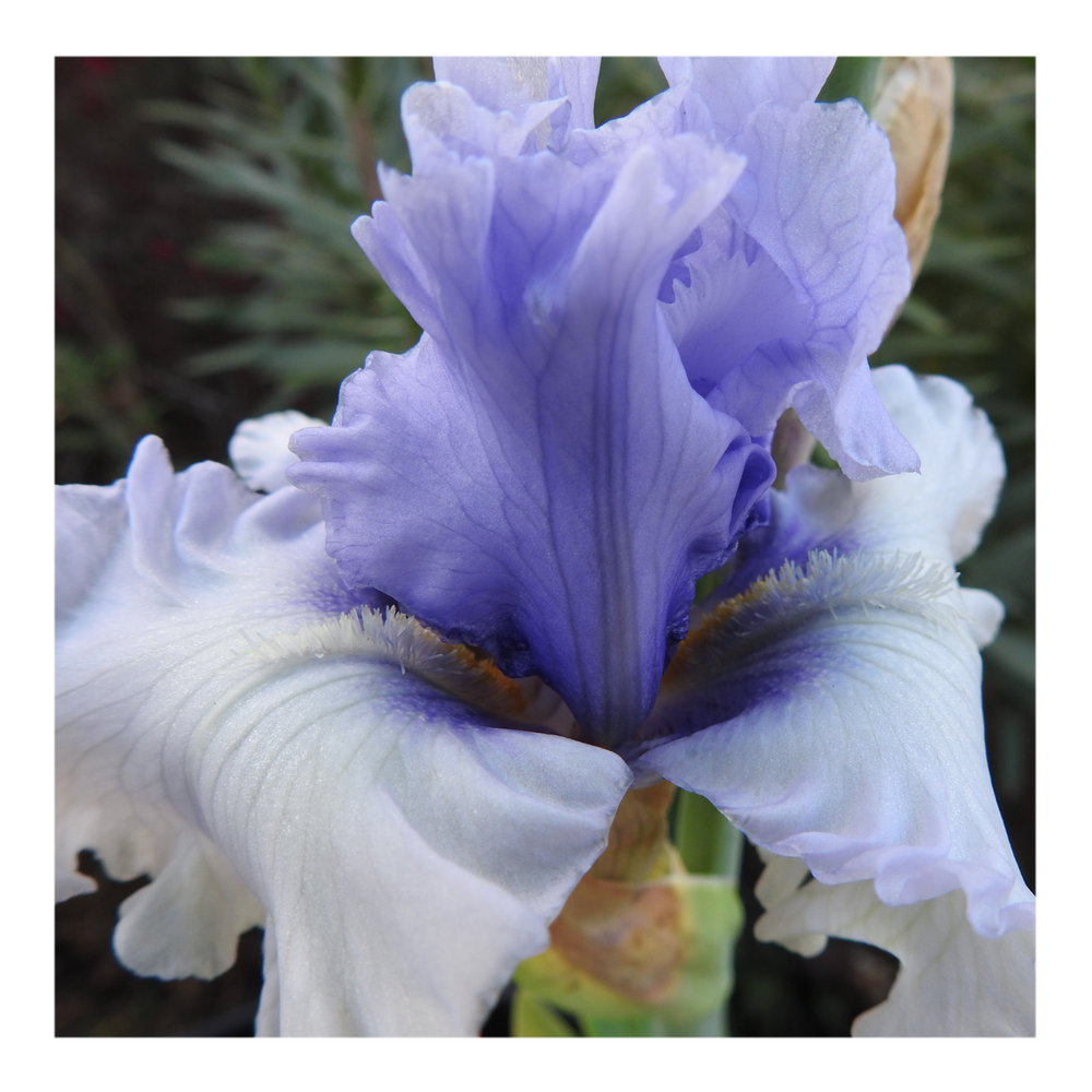 ERAMOSA SKIES DWARF BEARDED IRIS