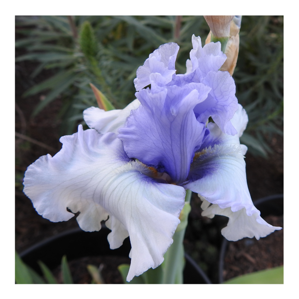 ERAMOSA SKIES DWARF BEARDED IRIS