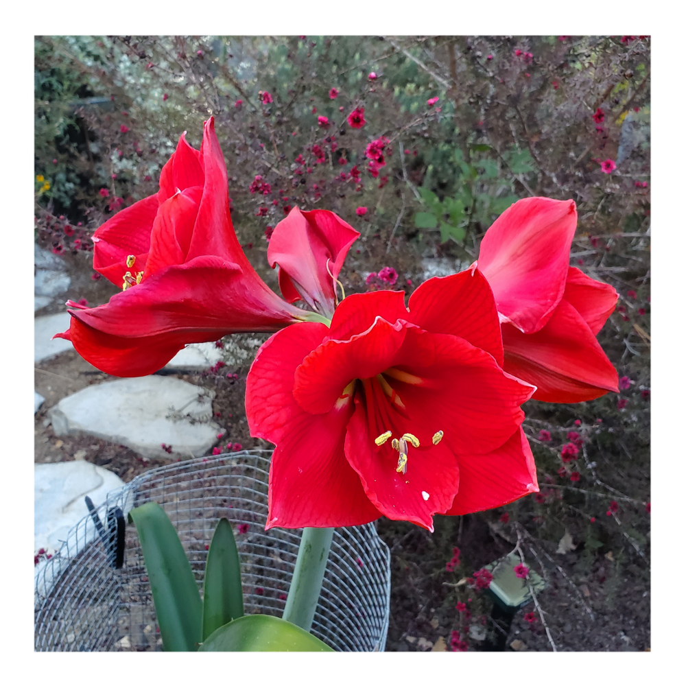 AMARYLLIS
