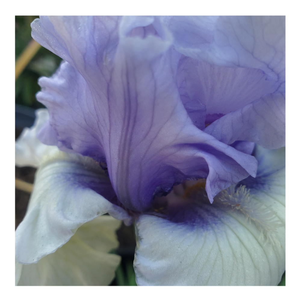 ERAMOSA SKIES DWARF BEARDED IRIS