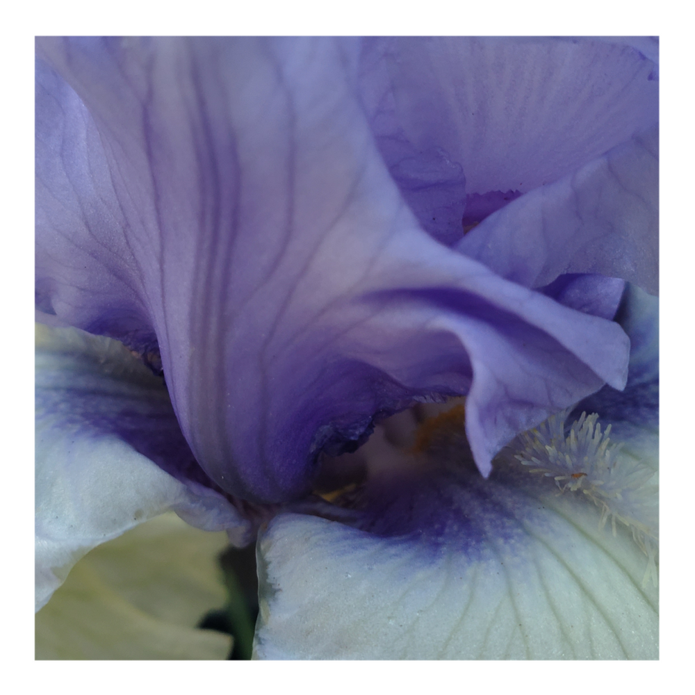 ERAMOSA SKIES DWARF BEARDED IRIS