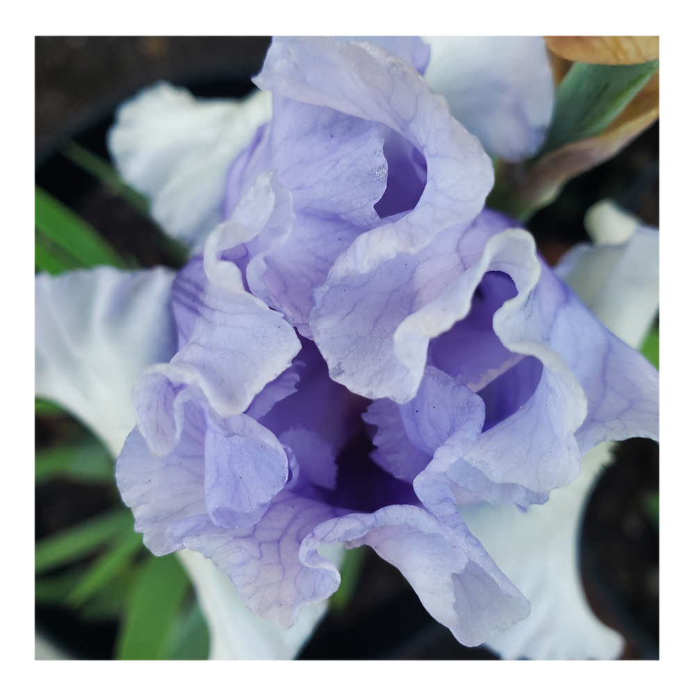 ERAMOSA SKIES DWARF BEARDED IRIS