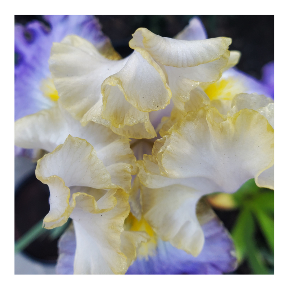 GILT-EDGED BOND BEARDED IRIS