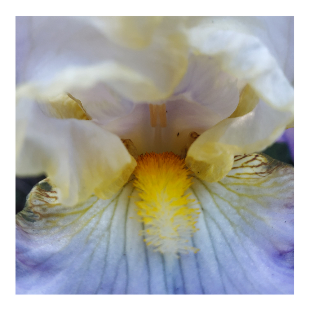 GILT-EDGED BOND BEARDED IRIS