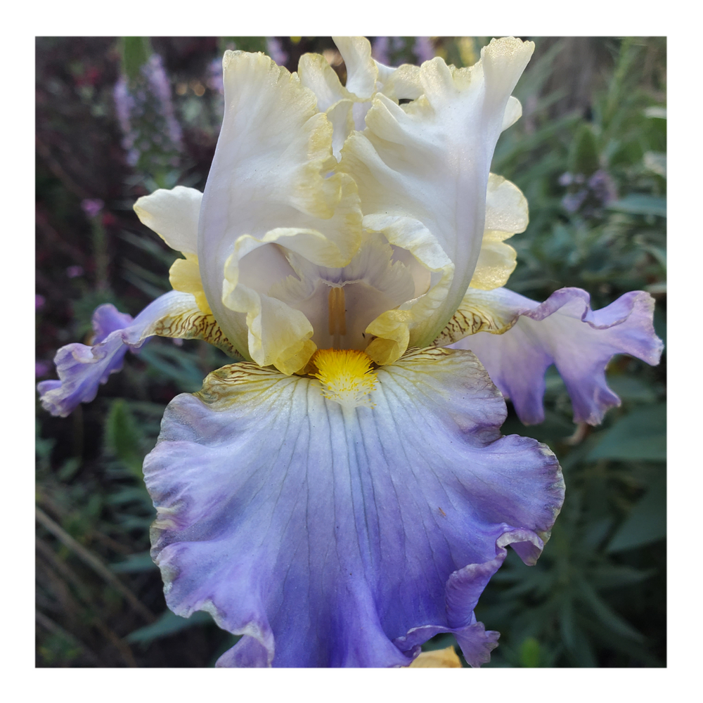 GILT-EDGED BOND BEARDED IRIS
