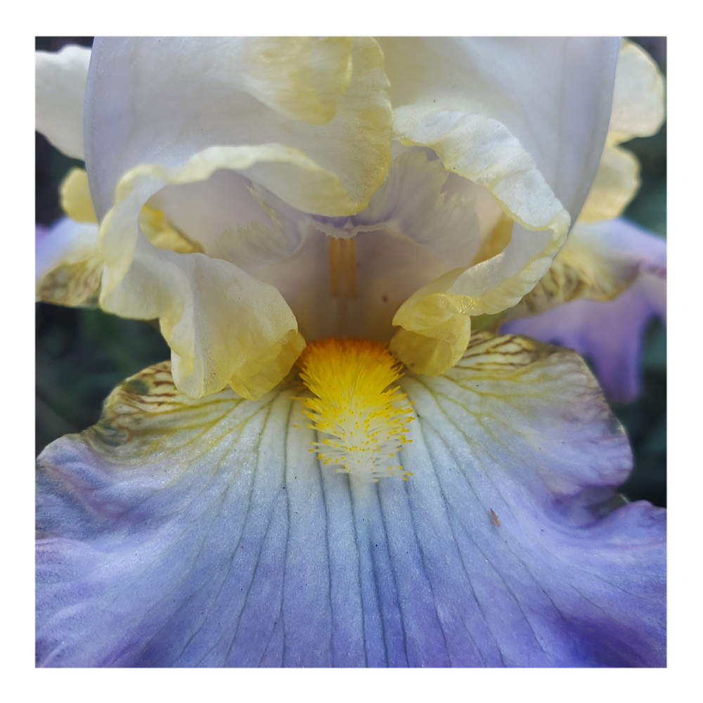 GILT-EDGED BOND BEARDED IRIS