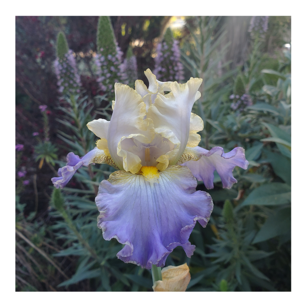 GILT-EDGED BOND BEARDED IRIS