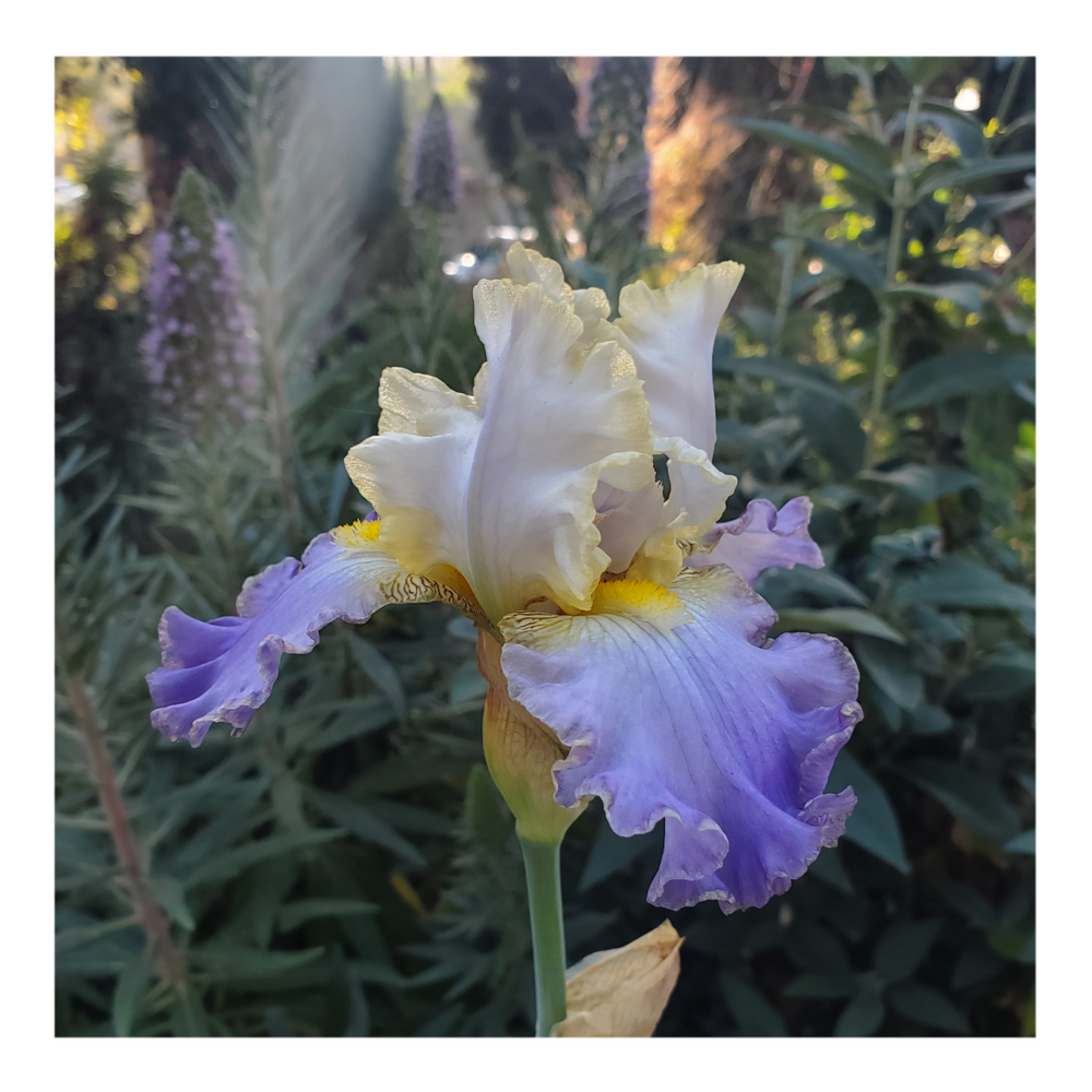 GILT-EDGED BOND BEARDED IRIS