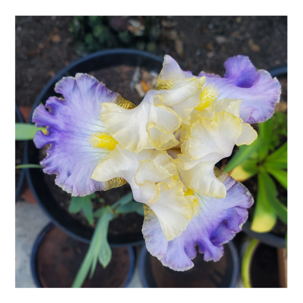 GILT-EDGED BOND BEARDED IRIS