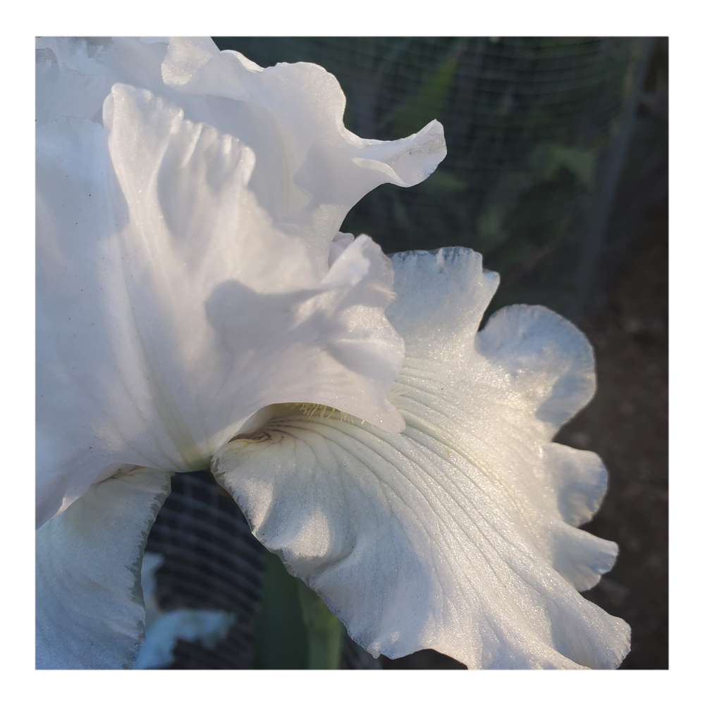 JIMMY G. BEARDED IRIS