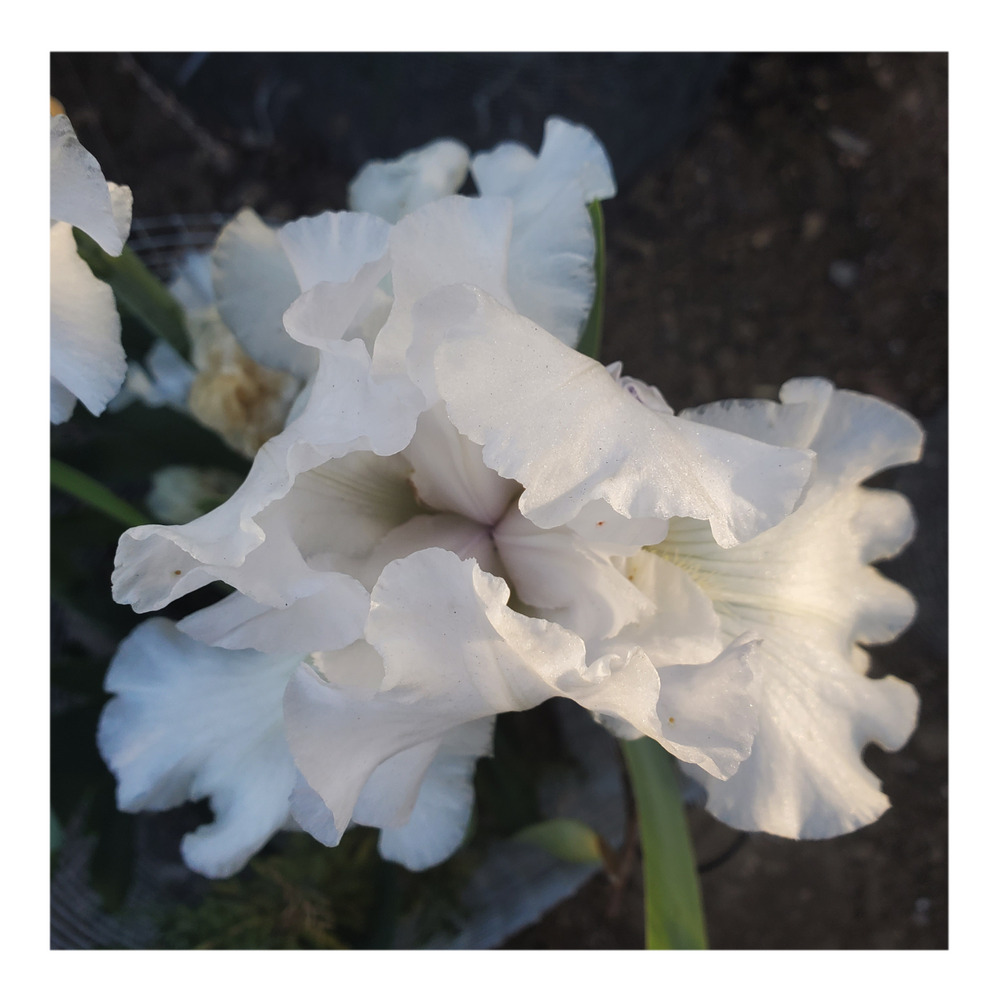JIMMY G. BEARDED IRIS