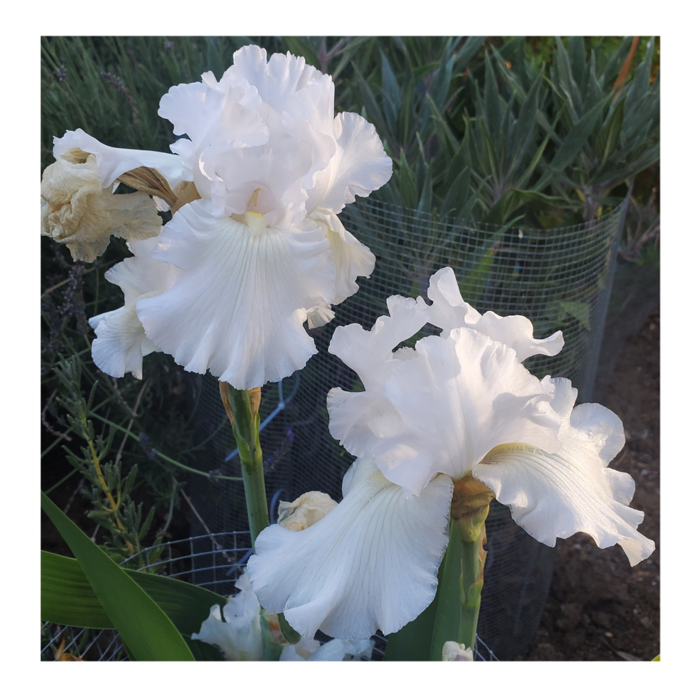JIMMY G. BEARDED IRIS