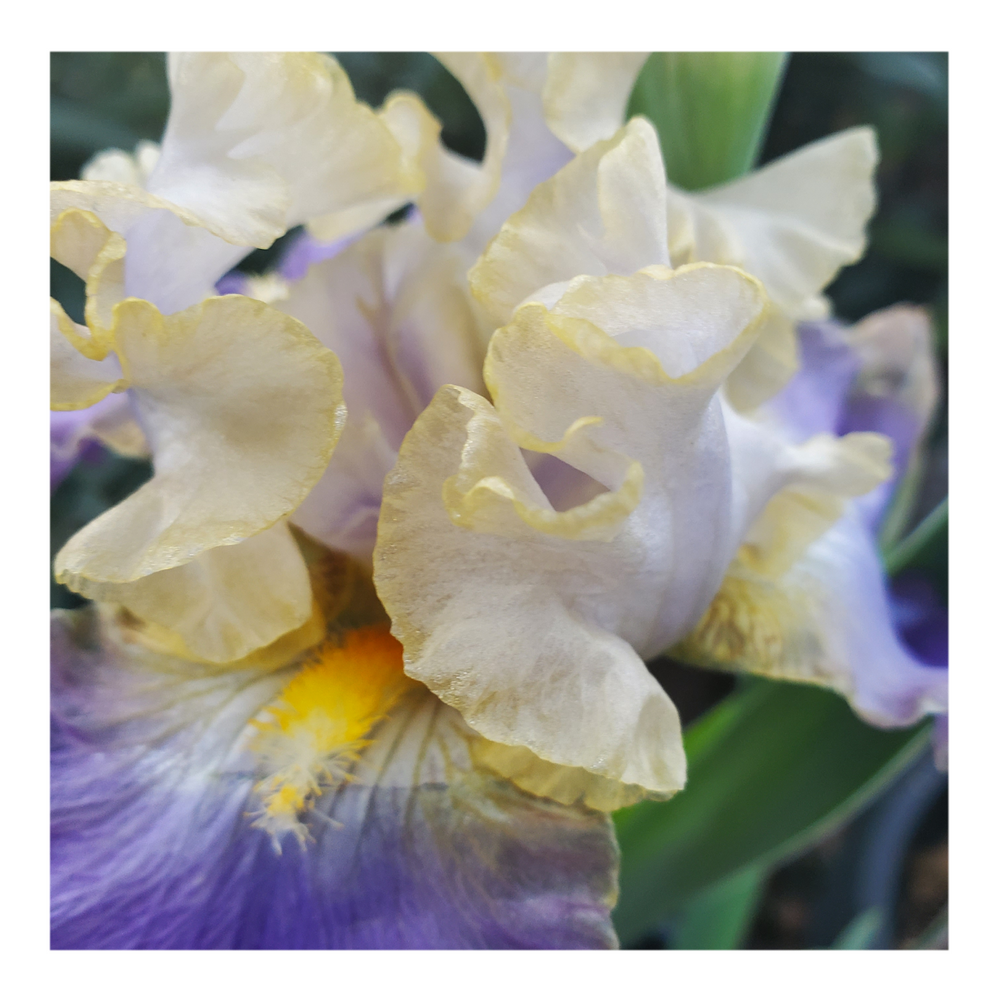 GILT-EDGED BOND BEARDED IRIS