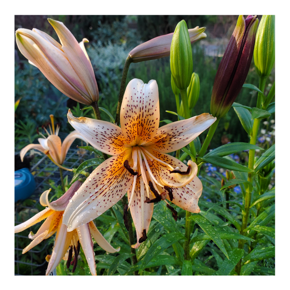 DOUBLE TIGER LILY ORANGE