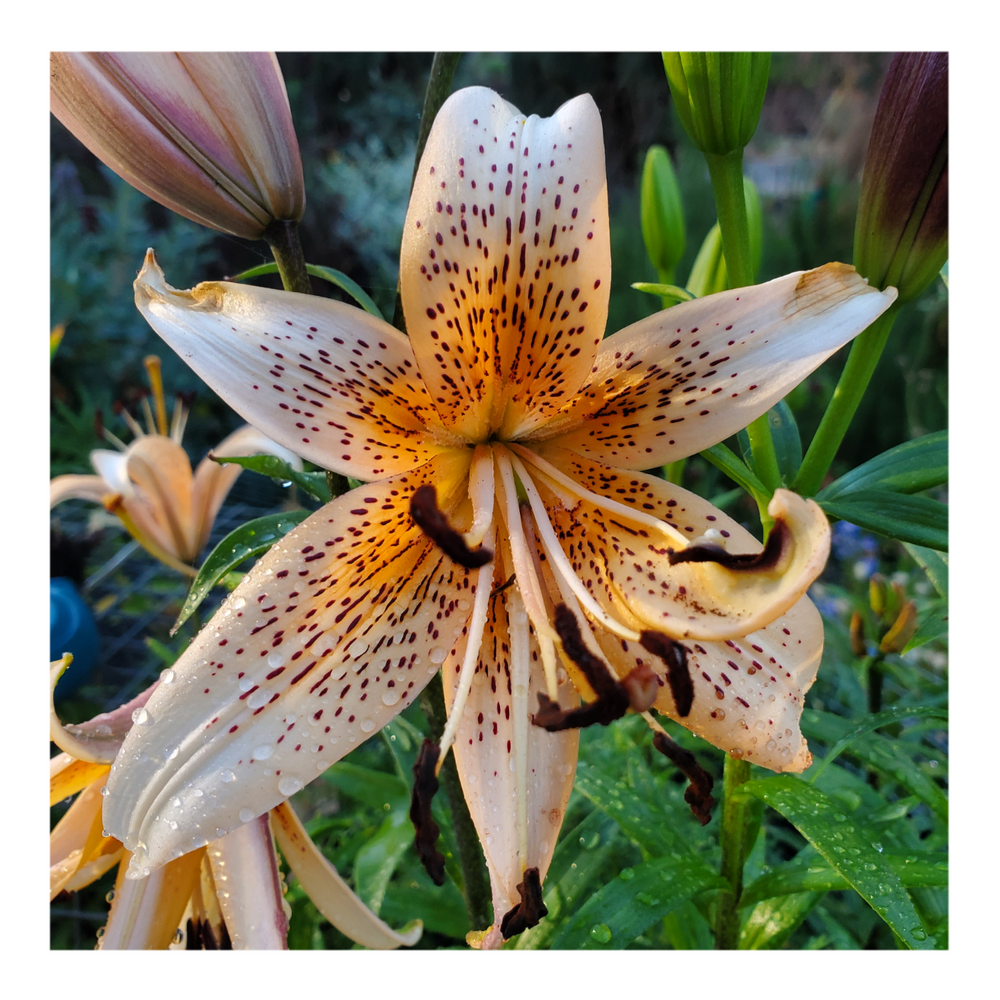 DOUBLE TIGER LILY ORANGE