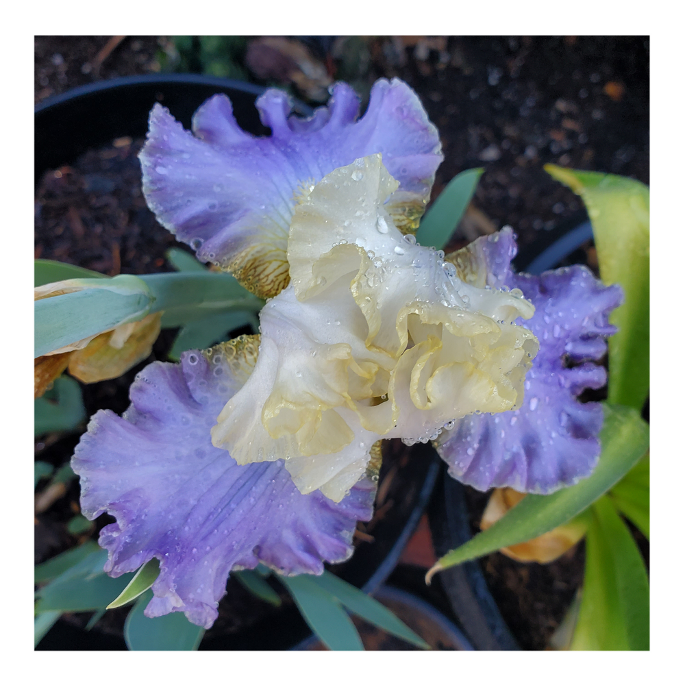 GILT-EDGED BOND BEARDED IRIS