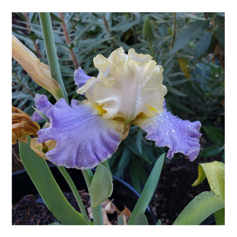 GILT-EDGED BOND BEARDED IRIS