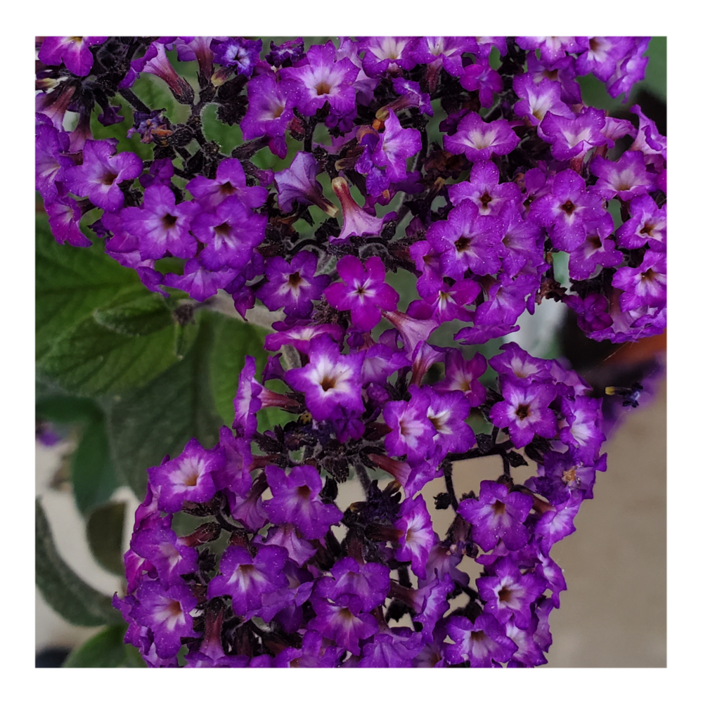 HELIOTROPE
