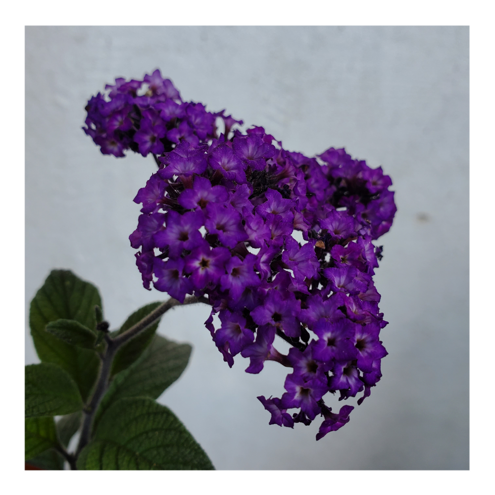 HELIOTROPE