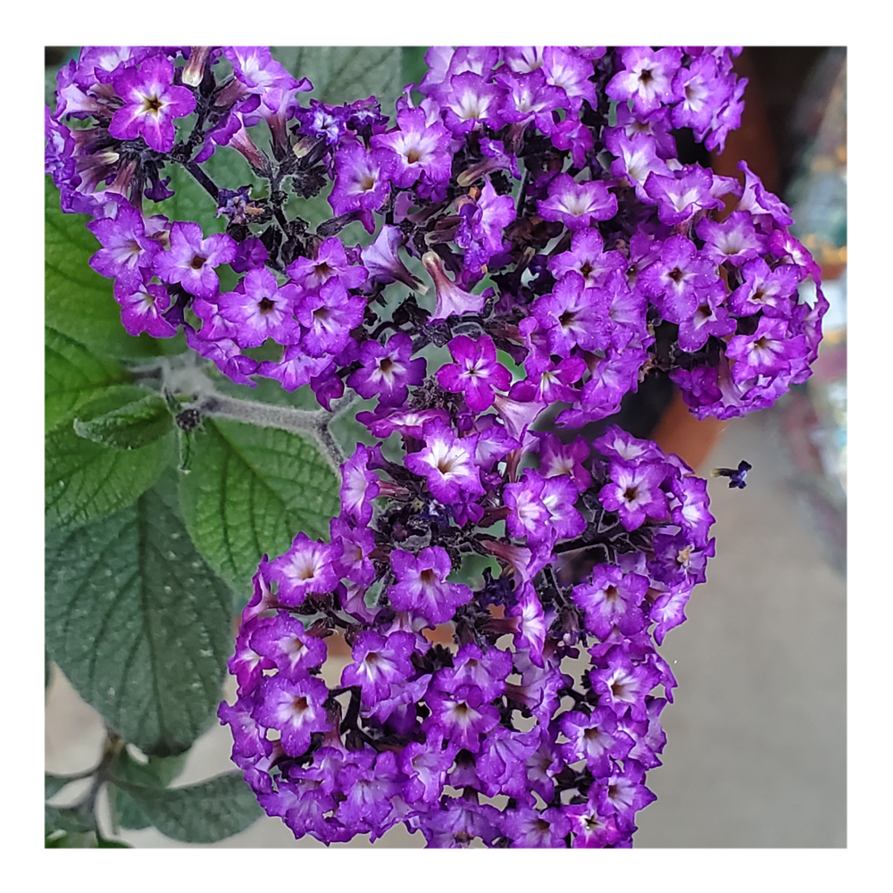HELIOTROPE