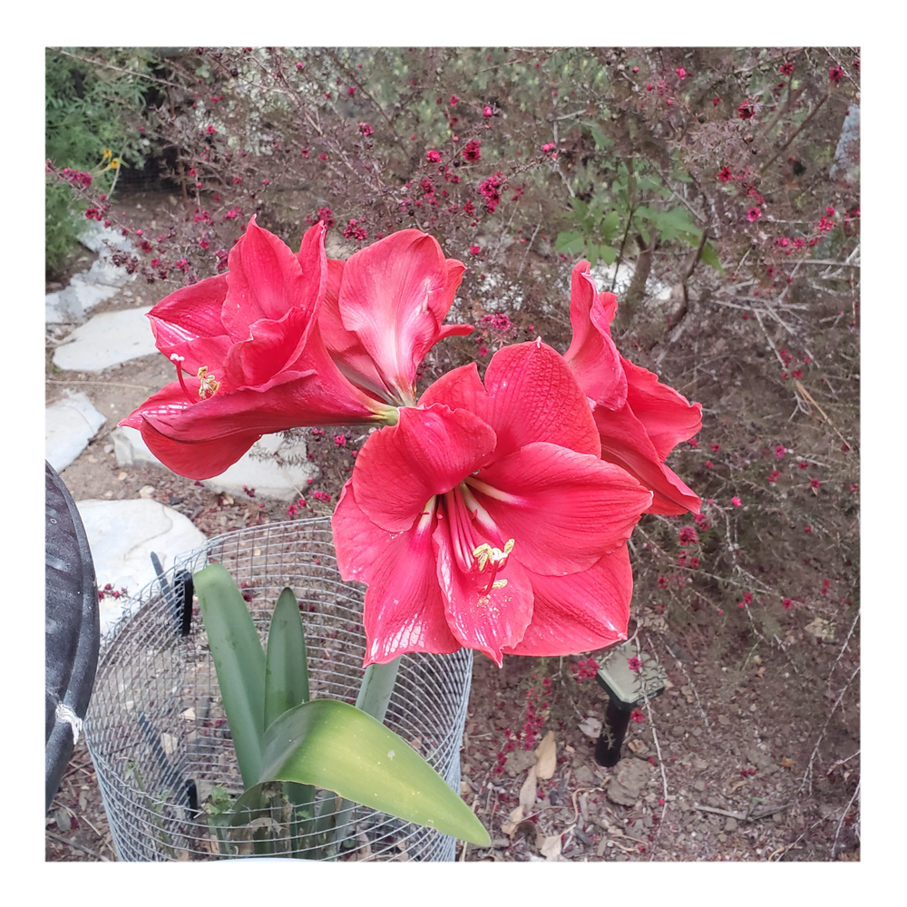 AMARYLLIS