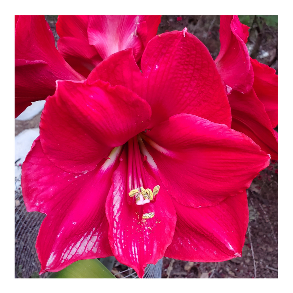 AMARYLLIS