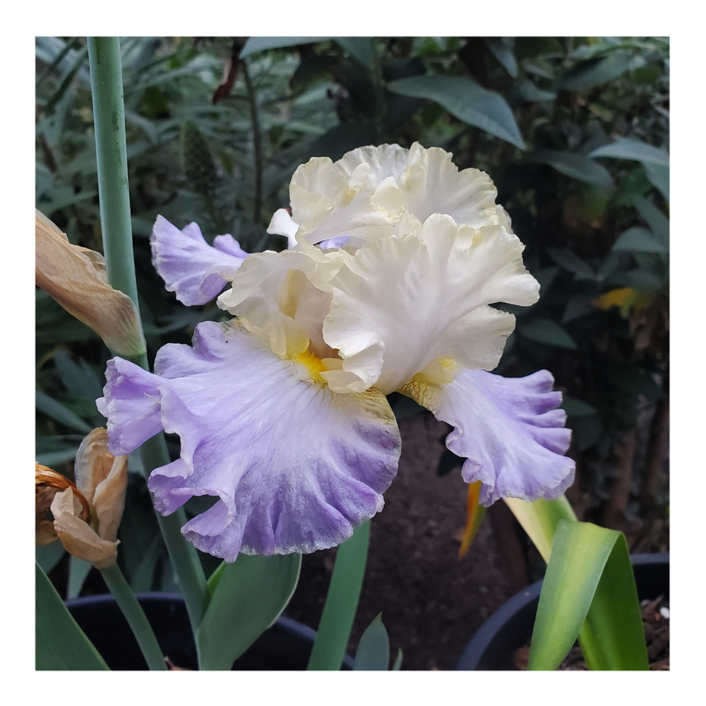 GILT-EDGED BOND BEARDED IRIS