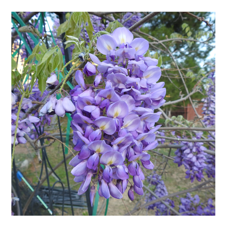 WISTERIA TREE
