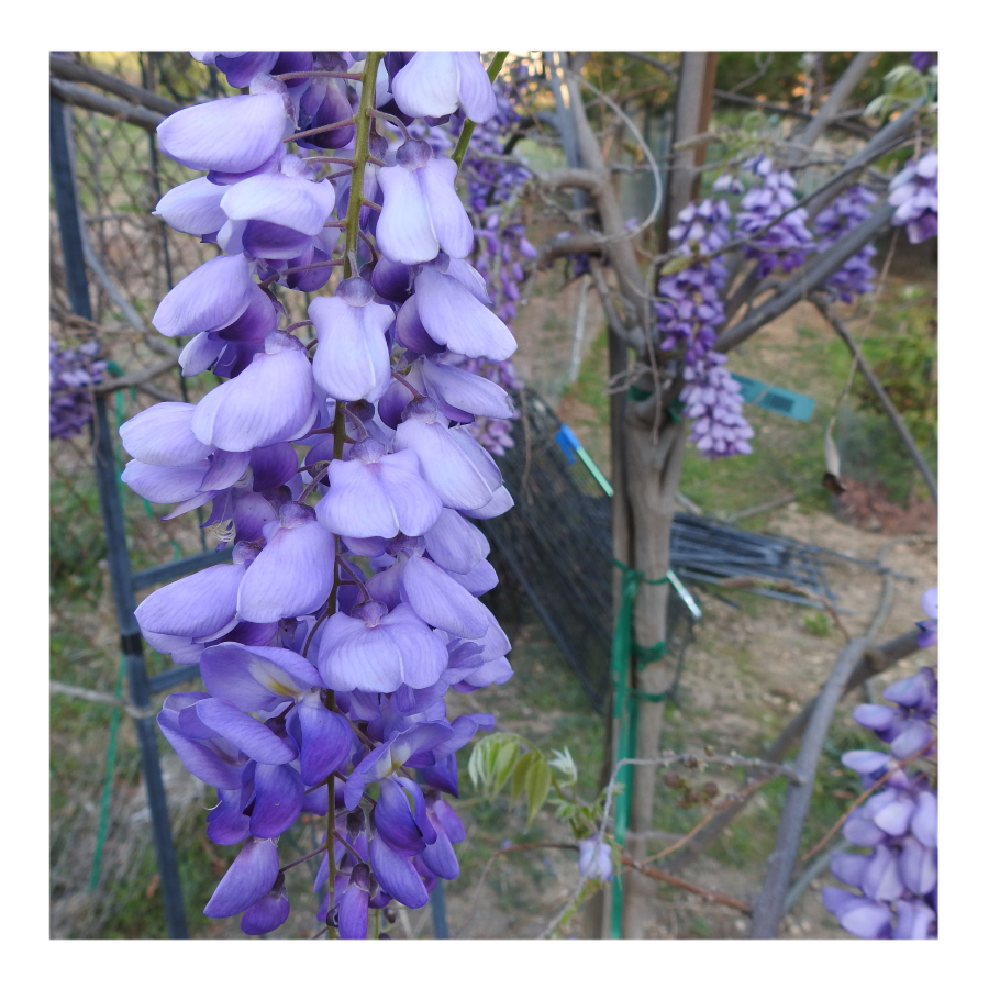 WISTERIA TREE