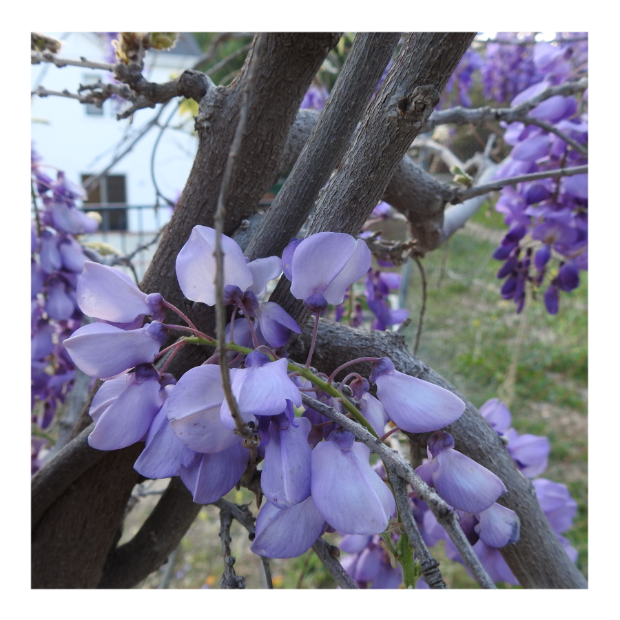 WISTERIA TREE
