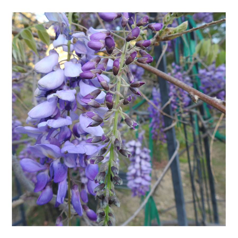WISTERIA TREE