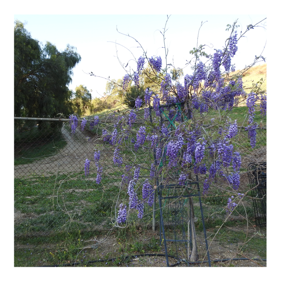 WISTERIA TREE