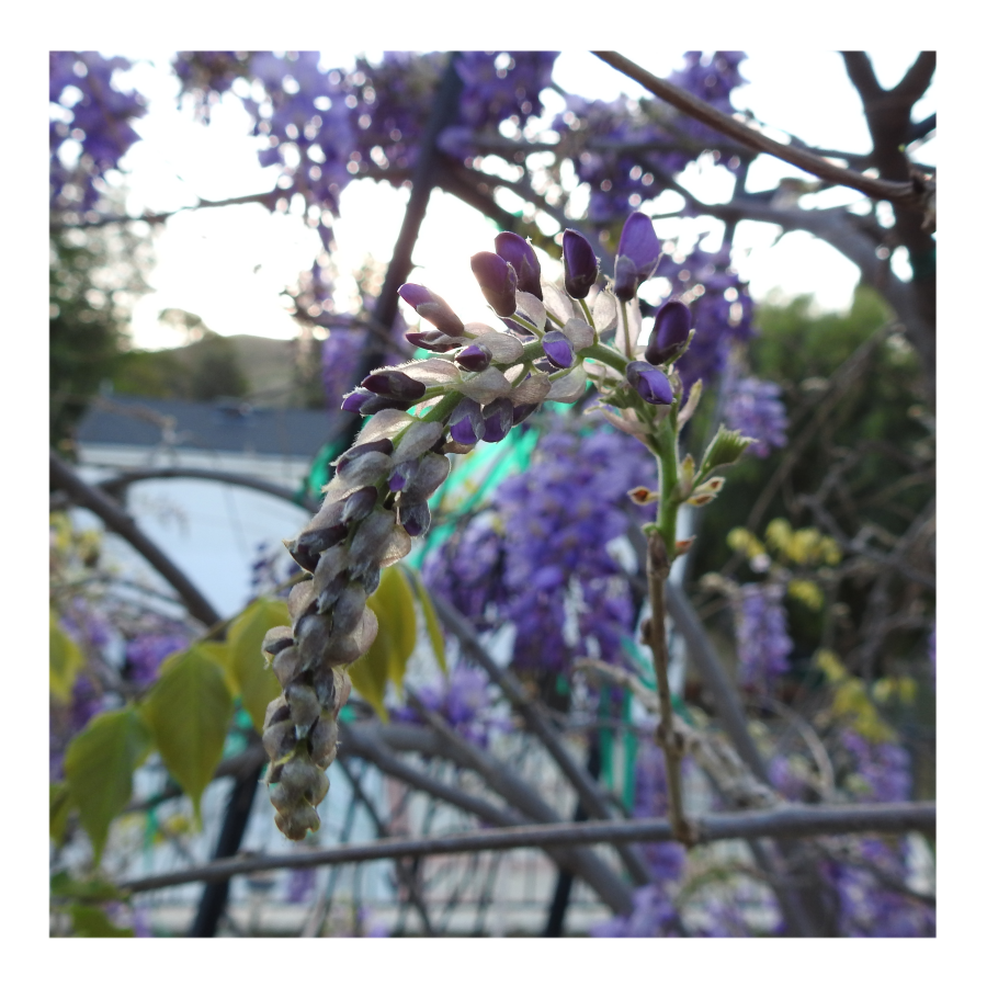 WISTERIA TREE