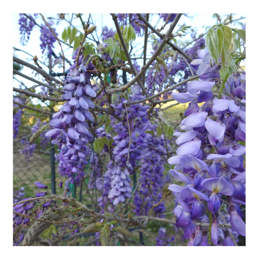 WISTERIA TREE