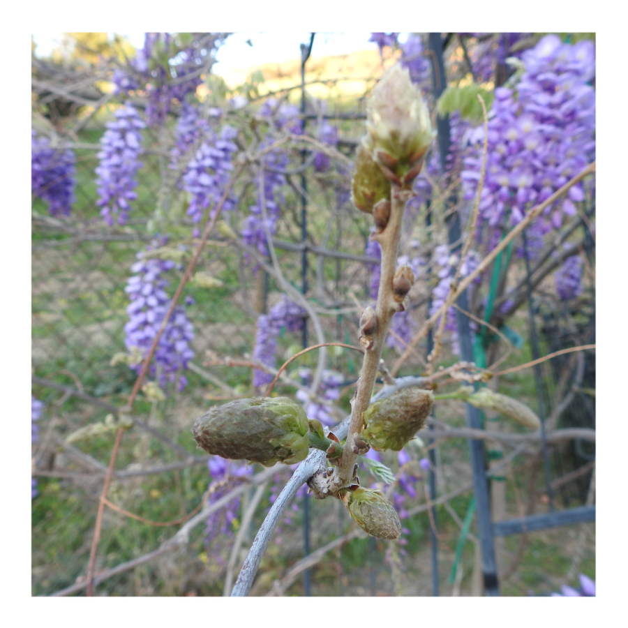 WISTERIA TREE