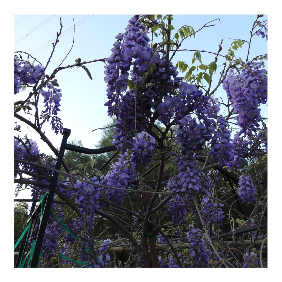 WISTERIA TREE