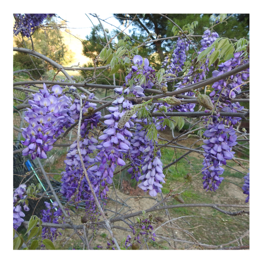WISTERIA TREE