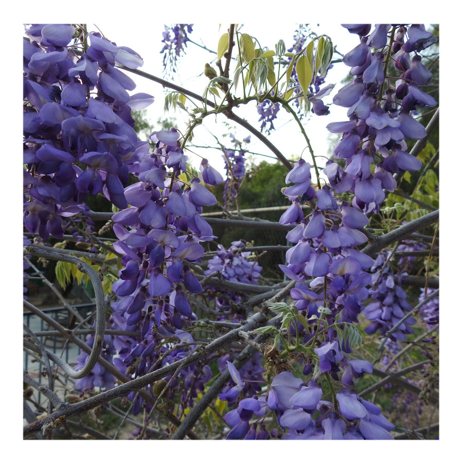 WISTERIA TREE