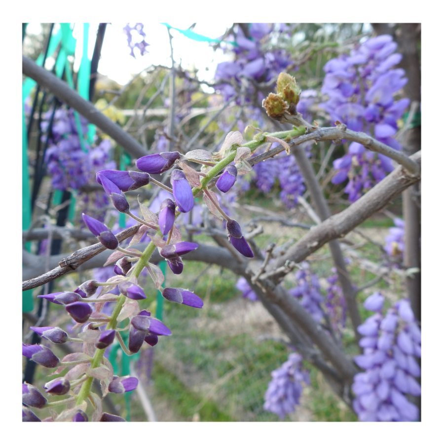 WISTERIA TREE