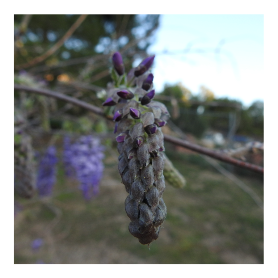 WISTERIA TREE