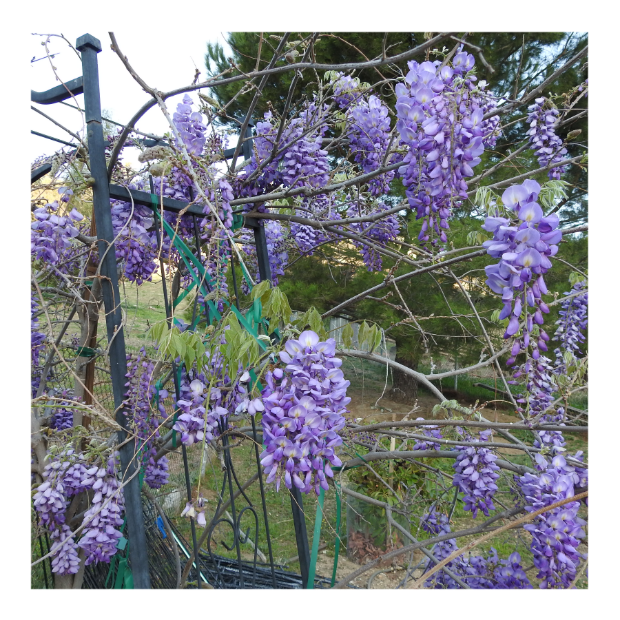 WISTERIA TREE
