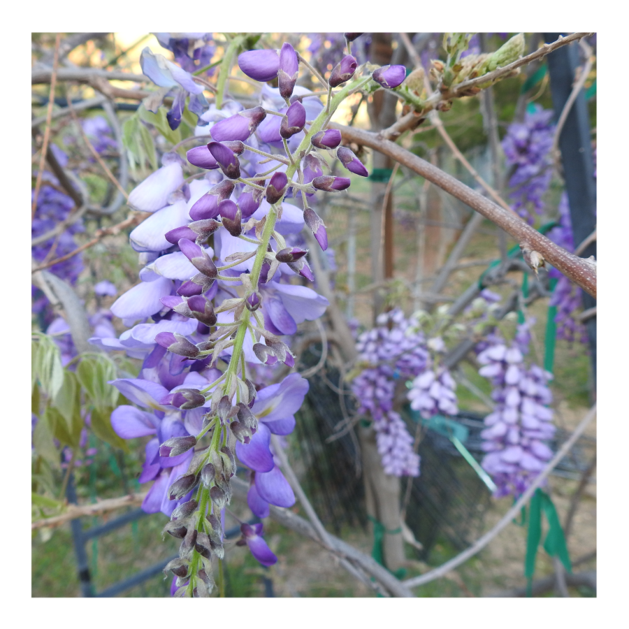 WISTERIA TREE