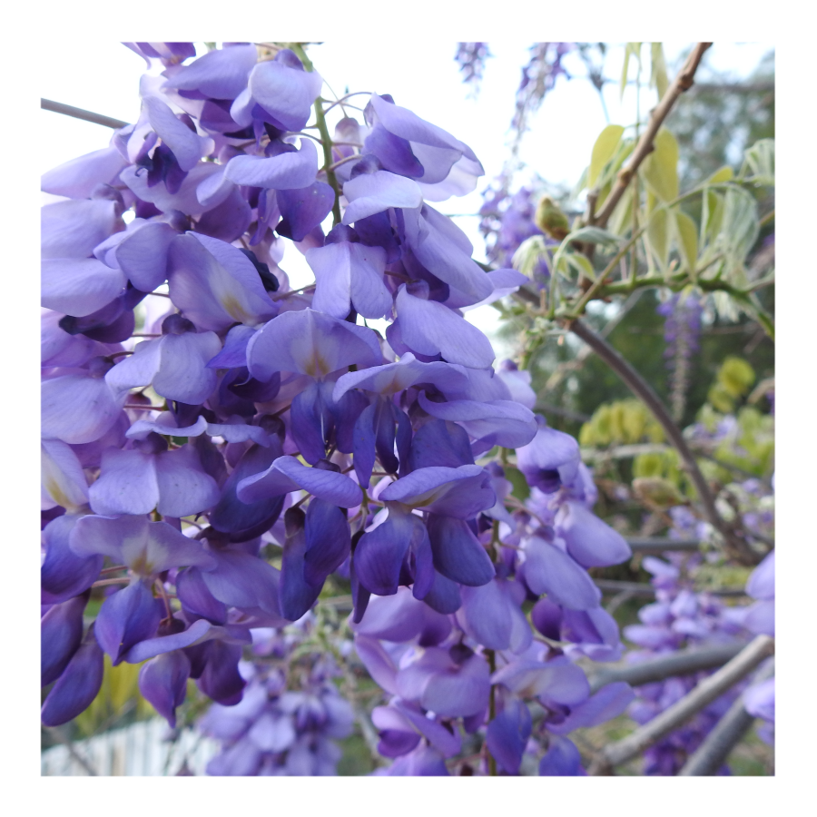 WISTERIA TREE