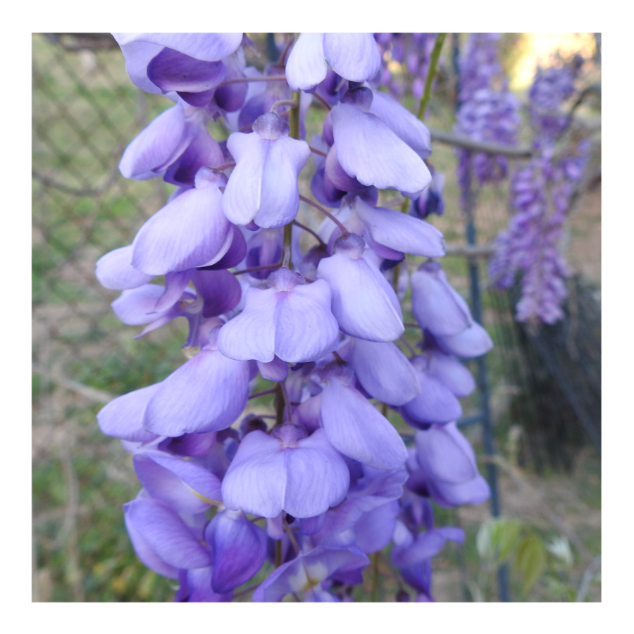 WISTERIA TREE