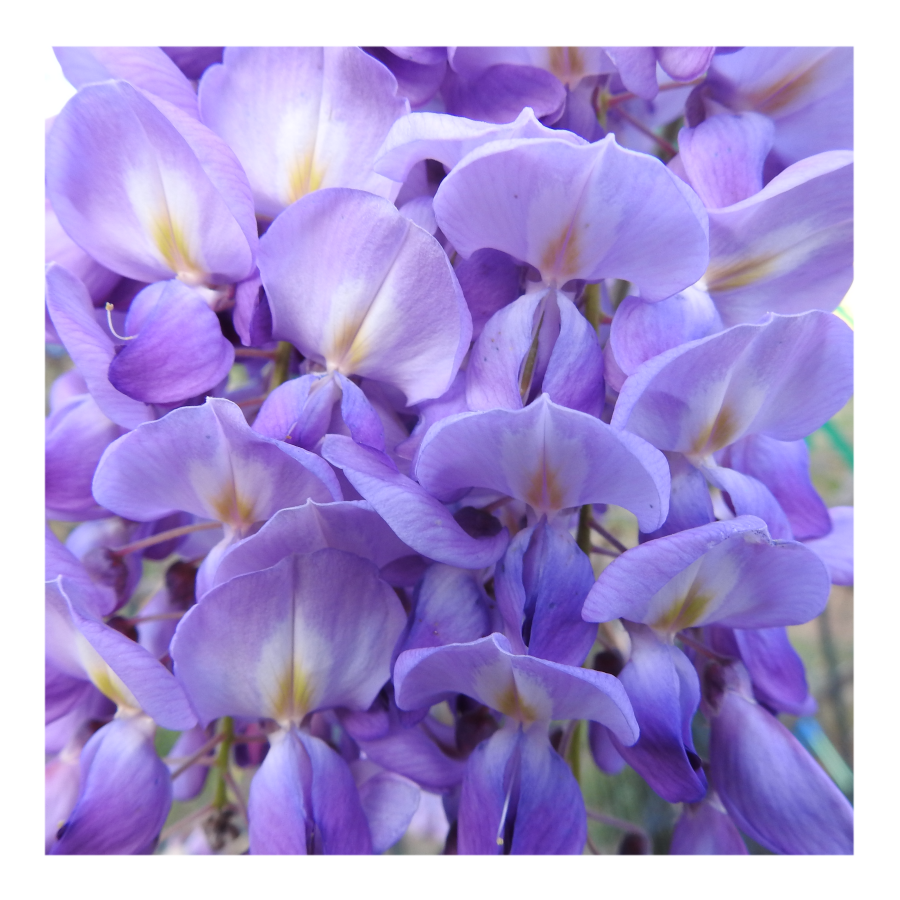 WISTERIA TREE