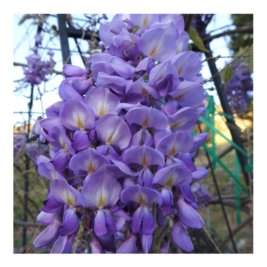 WISTERIA TREE