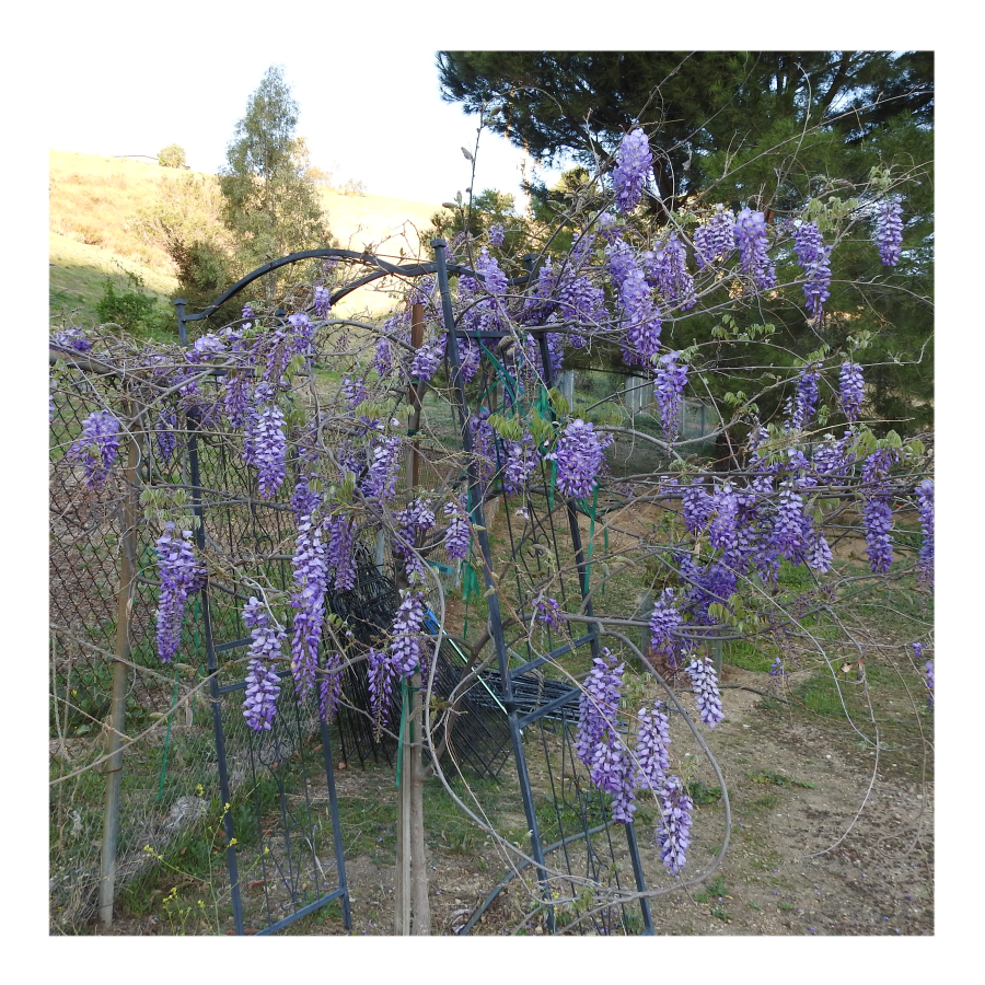 WISTERIA TREE