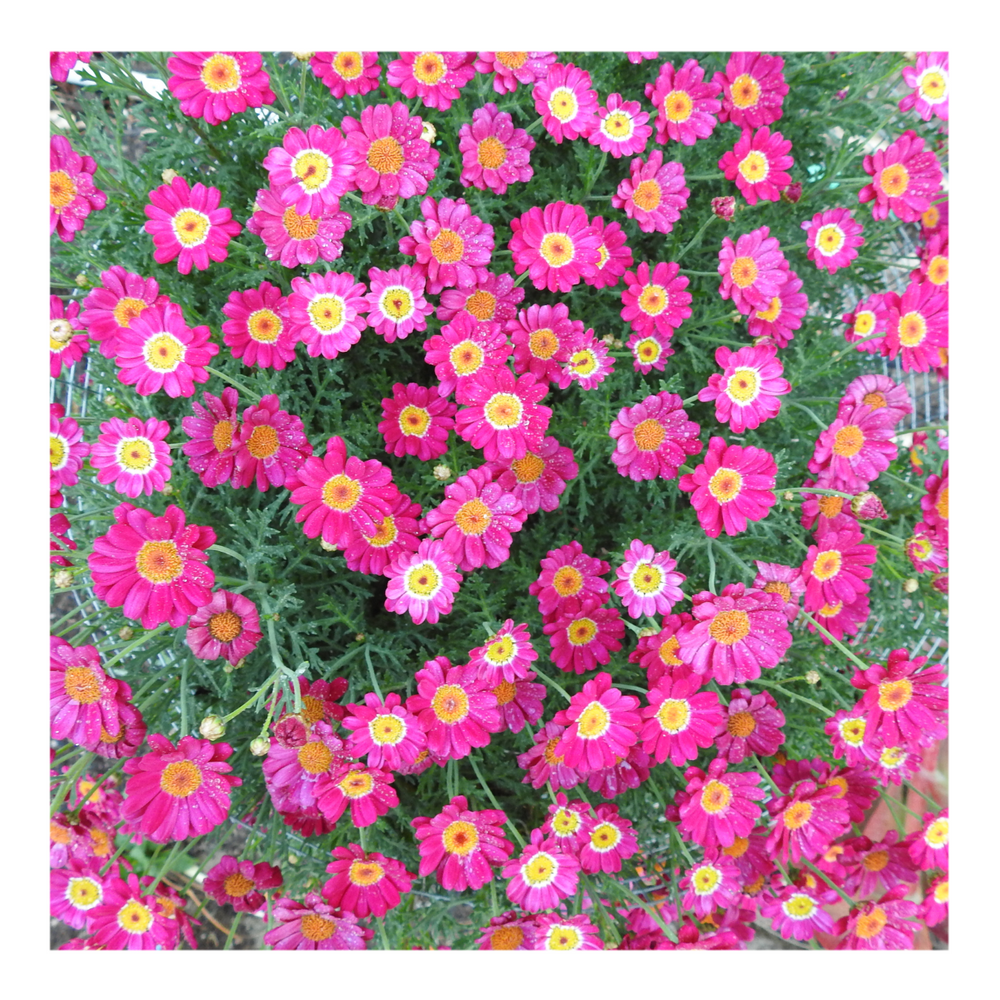 MADEIRA RED MARGUERITE DAISY